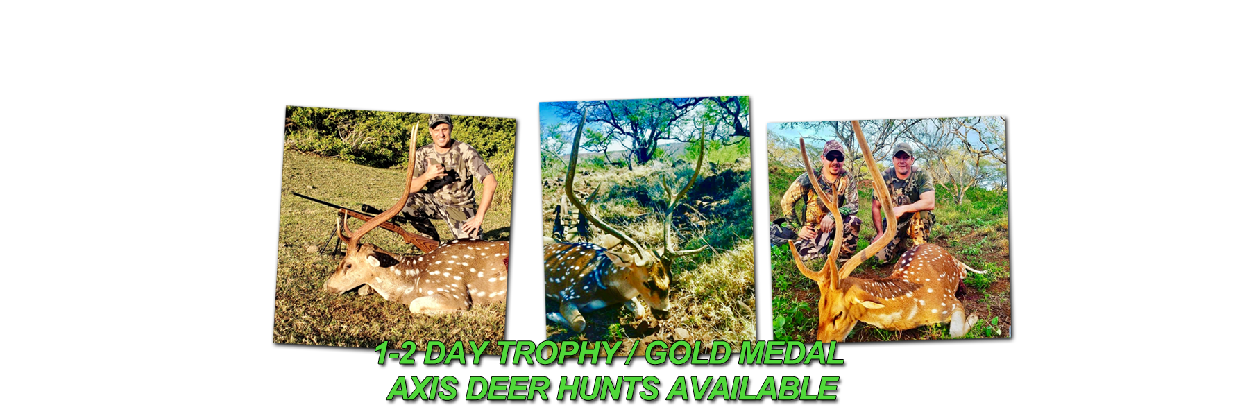 Axis Deer Hunting in Hawaii